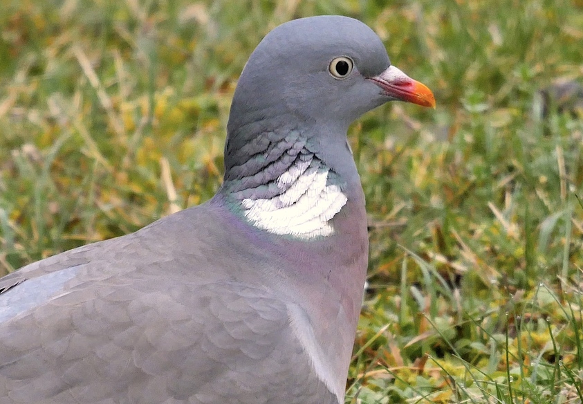 Portraits d'oiseaux (24): Le pigeon ramier