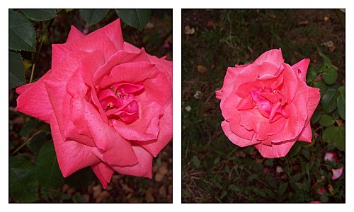 2-roses-le-14-octobre-2011.jpg