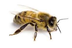 l'abeille et son miel ...