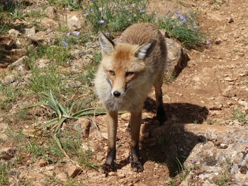 Le Renard des Bidoufles