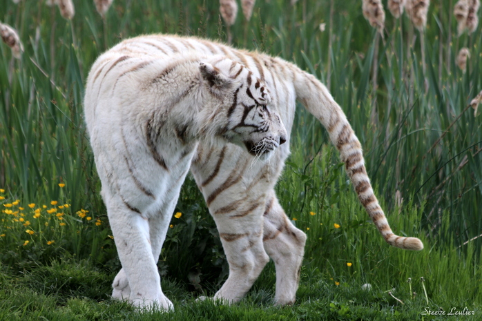 Tigre, phénotype blanc