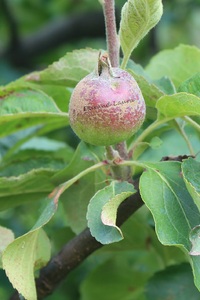 Pommier - Pommes en Juin