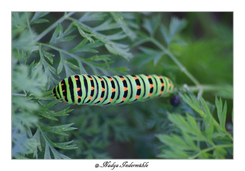 CHENILLE MACHAON