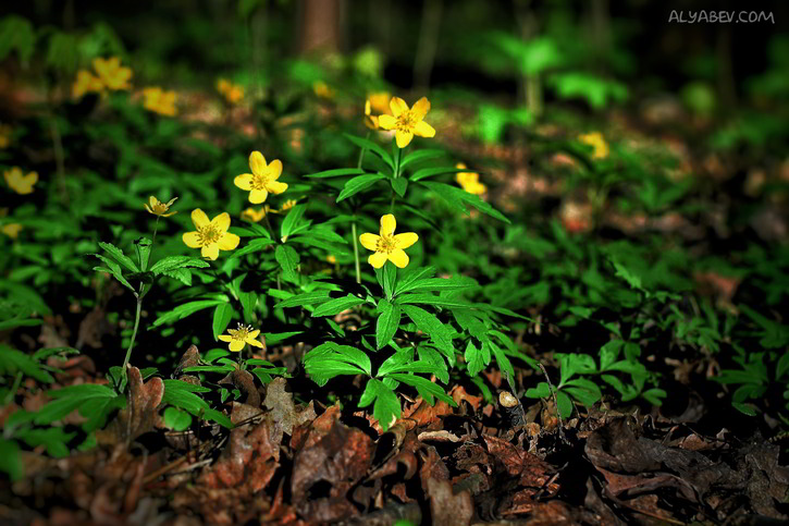 15 Images de fleurs - 2