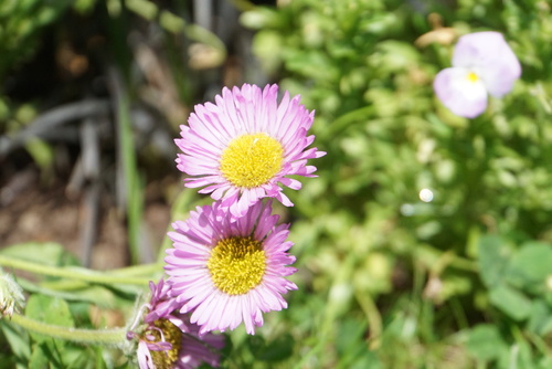 Erigeron sea breeze