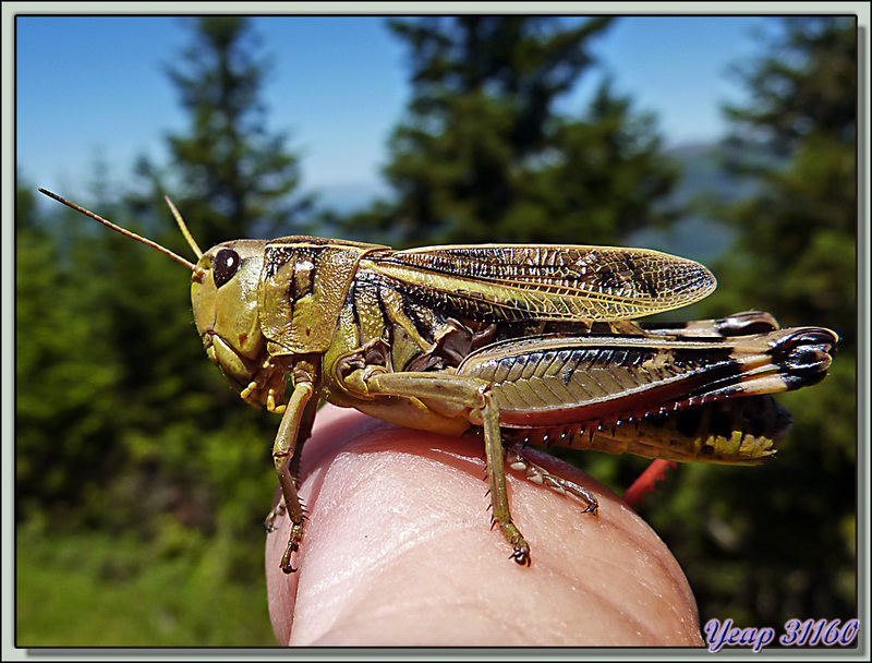 Jiminy Cricket, le criquet apprivoisé aux belles cuisses