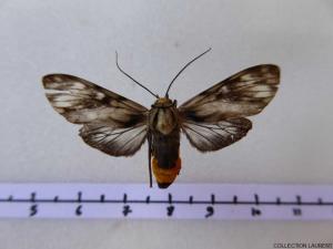 Euceron