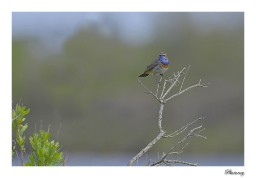 Gorgebleue à miroir 