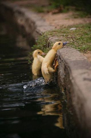 CANARDS  ou  CYGNES  ou  OIES  4