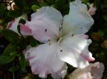 Identification par les fleurs !