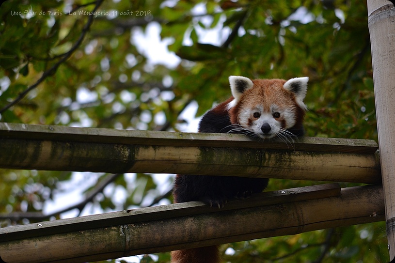 La Ménagerie, Zoo du Jardin des Plantes : Maya et Taj Min couple de pandas roux