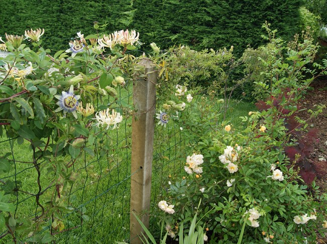 rosier ' Ghislaine de Féligonde '