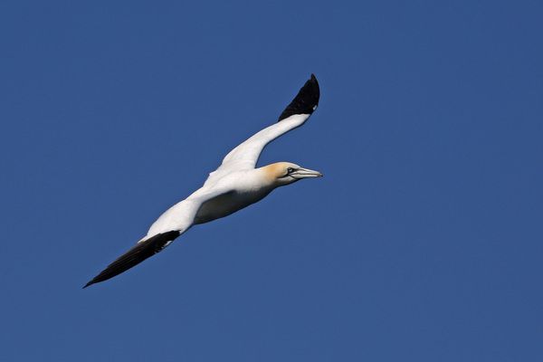 Excursion aux Sept-Îles