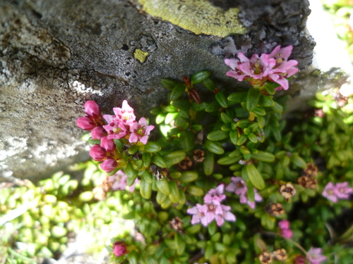 Fleurs roses