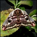 Galerie LEPIDOPTERES - HETEROCERES - Papillons de Nuit.