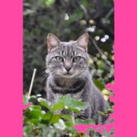 Chats trouvés dans l'Hérault