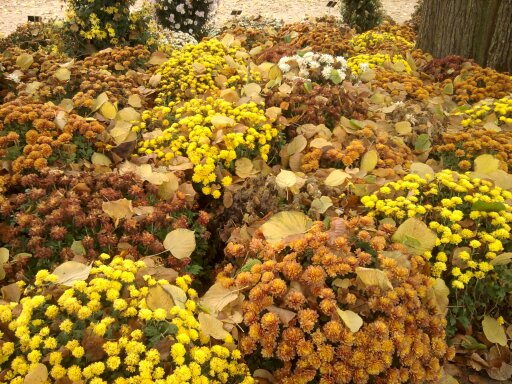 Fleurs d'automne avec des feuilles