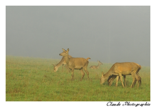 LE BRAME DU CERF à la ferme du Houga