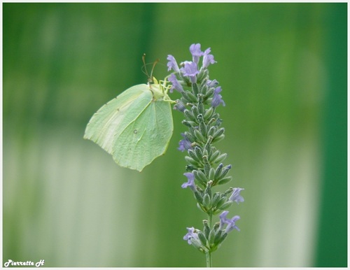 Papillon citron sur la Lavande