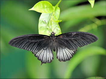 Photos de papillons tropicaux (Ile aux papillons - Nourmoutier)
