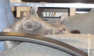 C'est dur dur ... la vie de chat