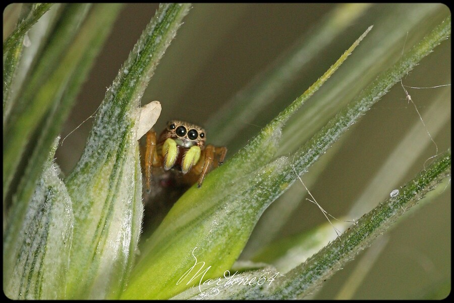 Araignée : Héliophanus tribulosus