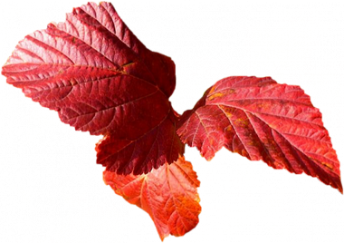 Tubes png feuilles