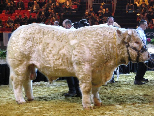 Bacchus