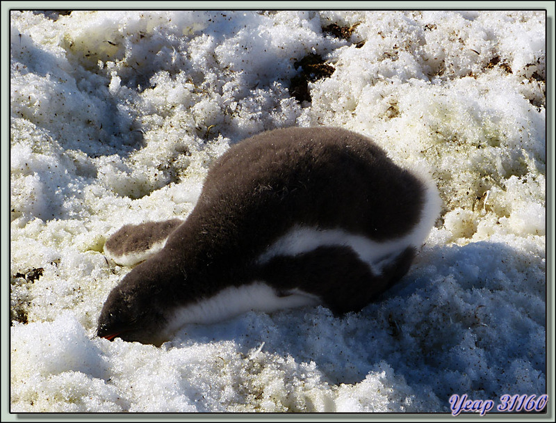 Les Manchots Papous de Neko Harbour - Paradise Bay - Péninsule Antarctique