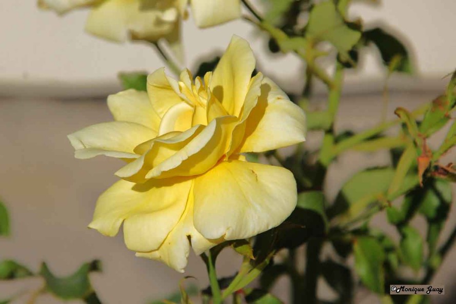 Floraison 8595-rose-jaune