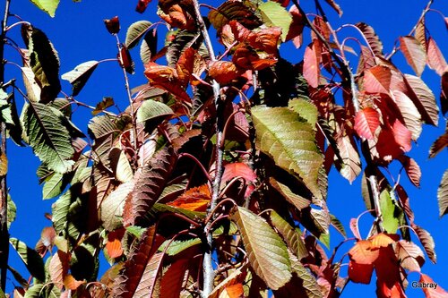 Feuilles des arbres en automne