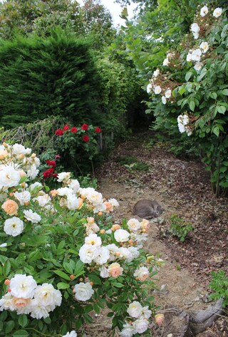 La sente aux roses