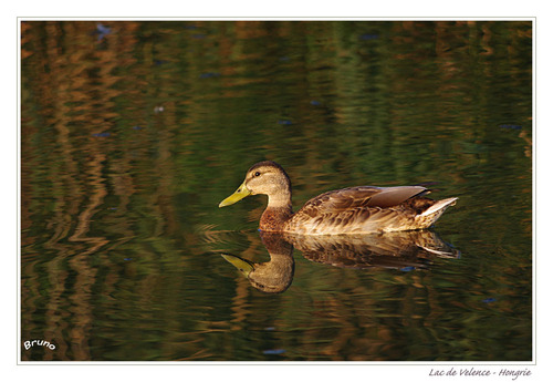 Lac de Velence