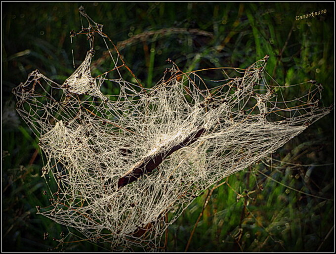 Halloween au jardin