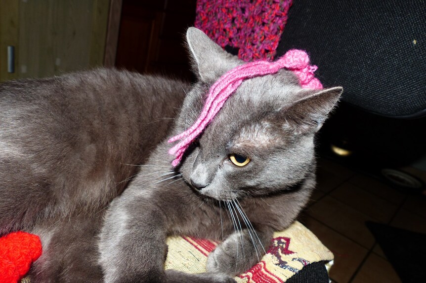 Il aime mes aiguilles à tricoter...
