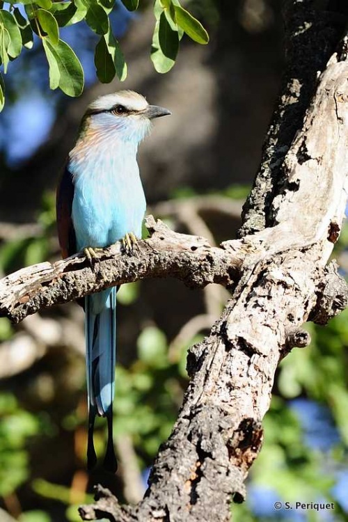 Racket-tailed Roller