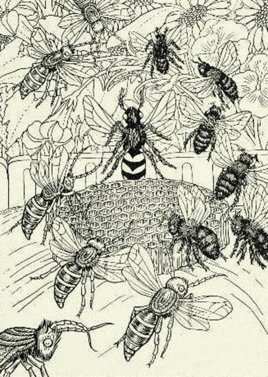 Les Frelons et les Mouches à miel (illustration de Percy James Billinghurst, Cent fables de Jean de La Fontaine, 1901). 