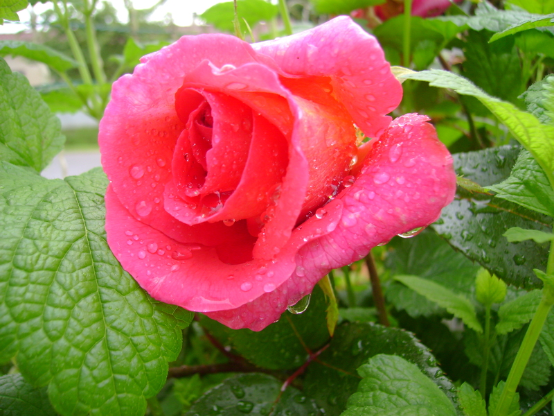 DES FLEURS POUR JACQUES .