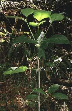 Un plant de kratom (Mitragyna speciosa).jpg