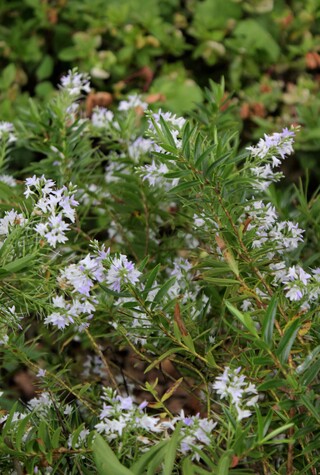 Hebe diosmifolia