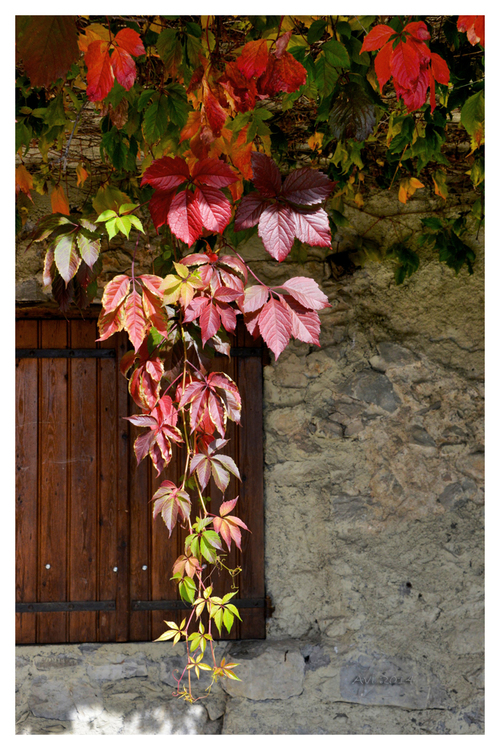 Couleurs d'automne : la vigne vierge