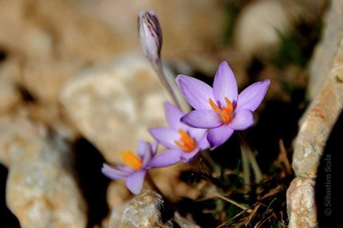 las flores de la isla .... 