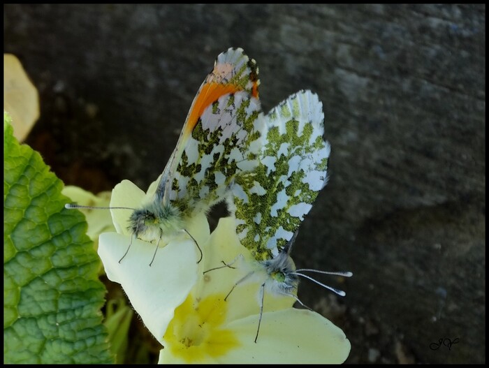 Anthococharis cardamines.