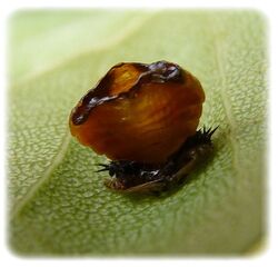  Harmonia axyridris, la coccinelle asiatique