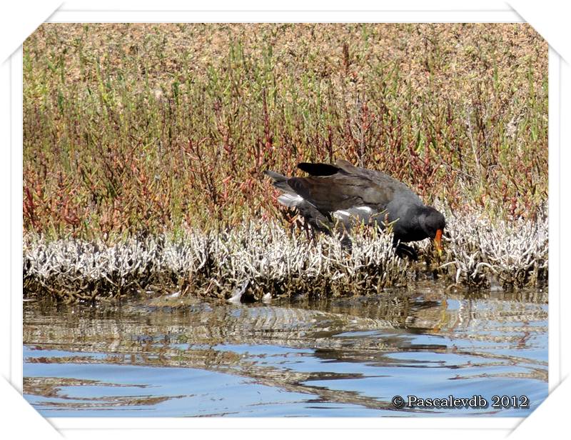 Visite aux oiseaux du Teich - 3/12