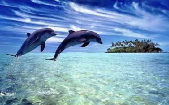 Les dauphin