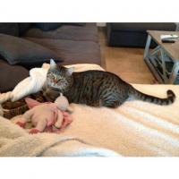 gaston-Chat perdu au 12/01/14