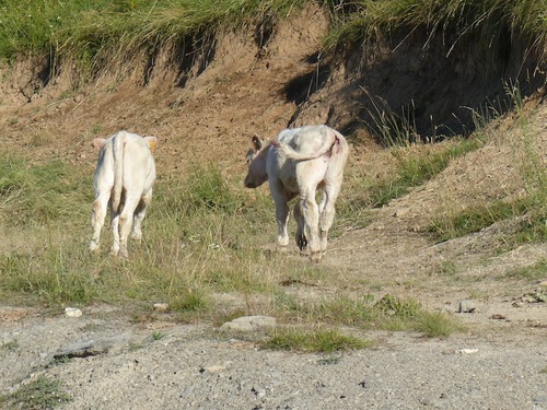 Tête Grosse (Seyne les Alpes)