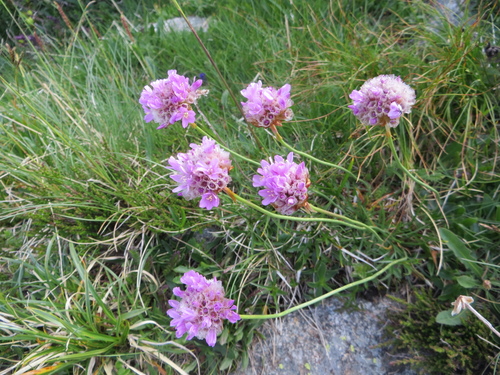 Fleurs roses