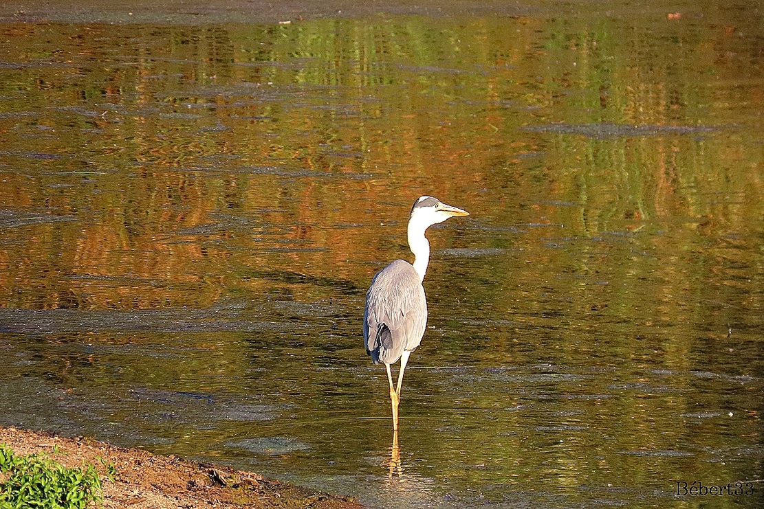 un héron et des reflets